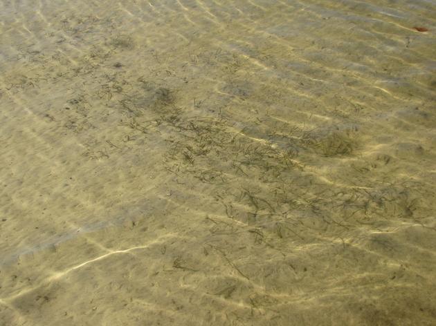 Bay News 9: Tampa Bay Seagrass Healthiest in Years