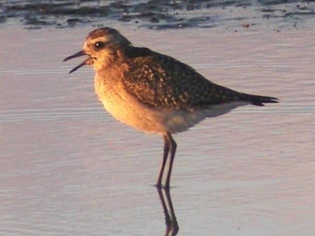 West Pasco Audubon Voices Concern Over Shooting Migrating Shorebirds in Barbados