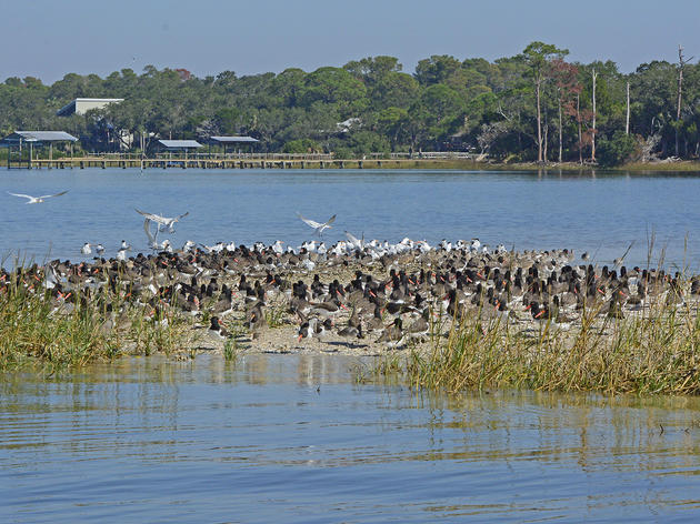 Record number of American Oystercatchers tallied along Florida's Big Bend Coastline