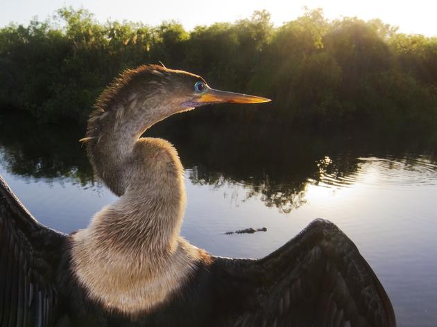 Stand Up for Everglades Birds and Wildlife. Help Make CEPP a Reality.