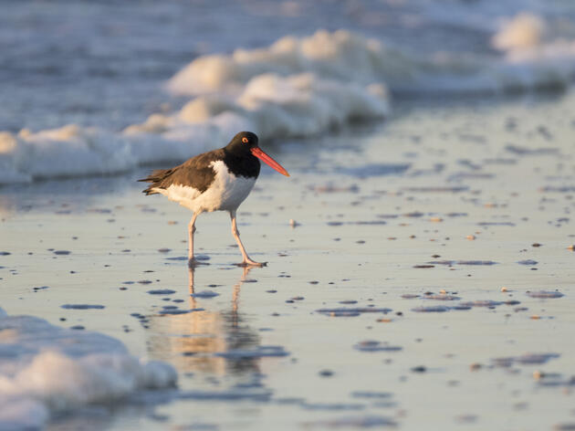American Oystercatchers: One of Florida's Most Distinctive Species