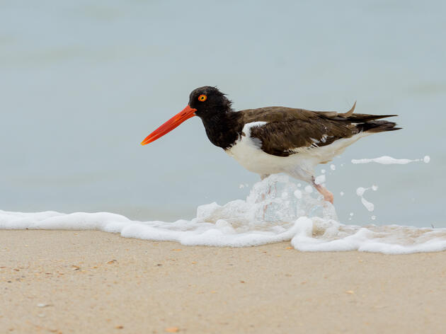 Birding Near Nesting Seabirds and Shorebirds: Keeping Birds Safe