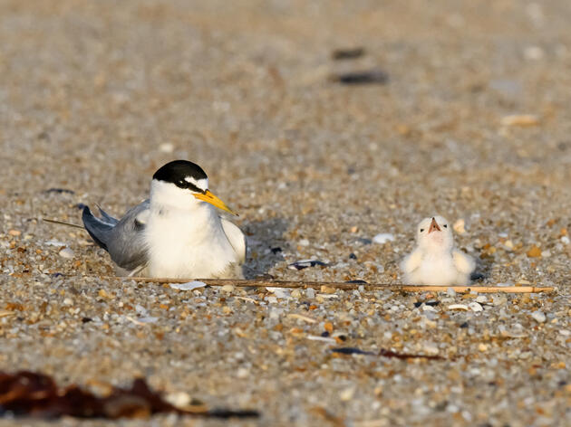 Give Birds Space this Memorial Weekend and Save the Original Beach Babies