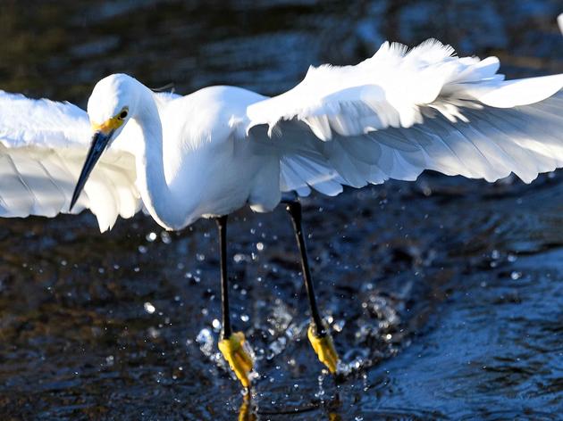 Full Speed Ahead on Audubon-Supported Everglades Agricultural Area Reservoir