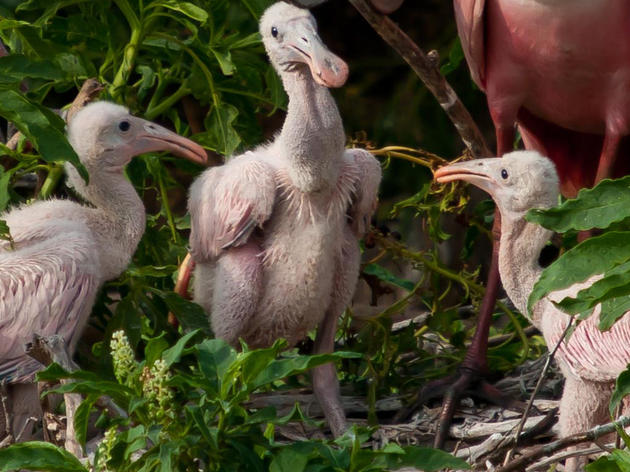 Major Everglades and Estuaries Victory in the Florida Legislature