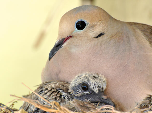 Watching Mourning Doves Becomes a Family Experience