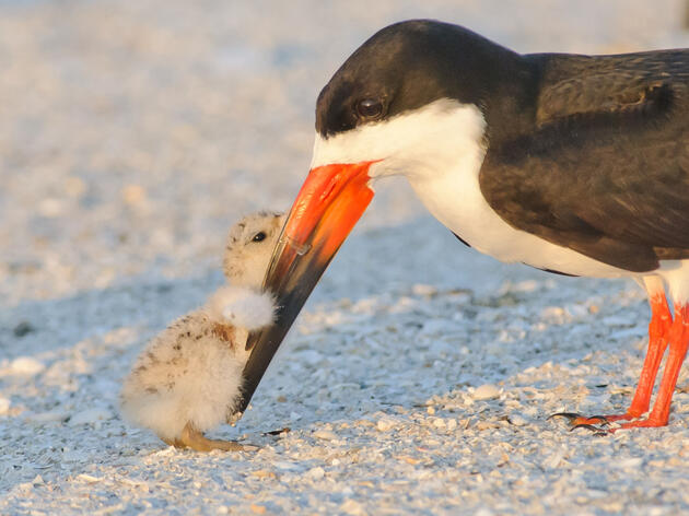 Look Out for Nesting Coastal Birds in Northeast Florida