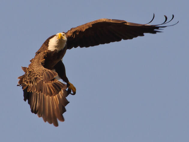 EagleWatch Celebrates 30 Years of Raptor Conservation