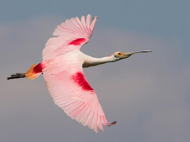 Audubon Florida Launches Advocacy Effort Against Urban Sprawl that Threatens the Everglades