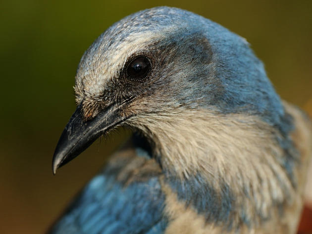 Hearty Volunteers Down Trees to Restore Habitat for Endemic Florida Bird 