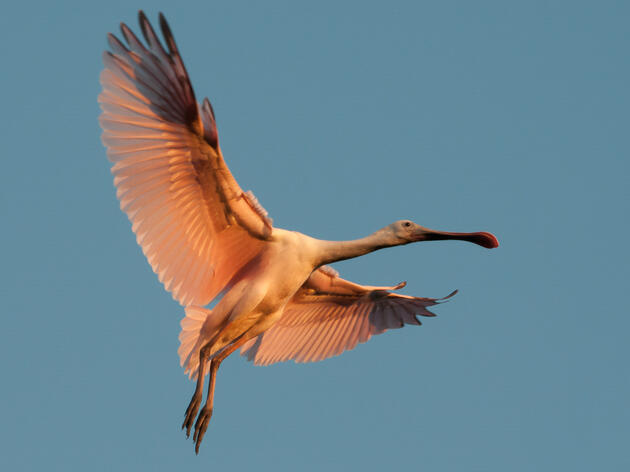 Where Do the Roseate Spoonbills Go? Now We Know!