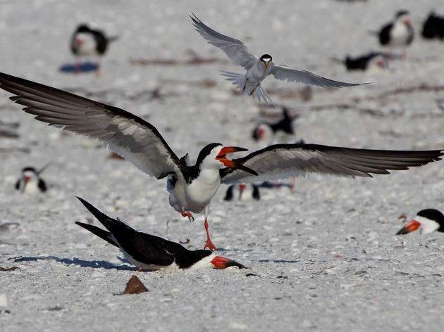 Black Skimmer Chicks Need Our Help On The Beach