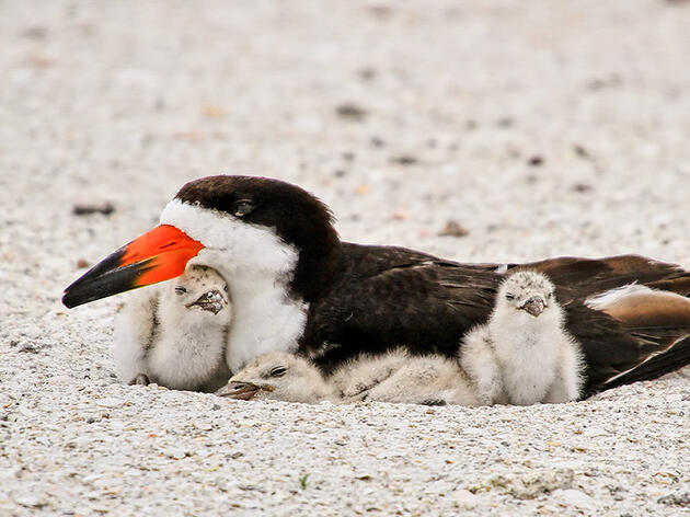 Life of a Young Black Skimmer
