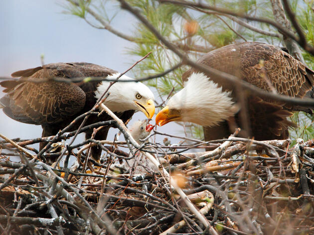 Florida’s Bald Eagles Rebounded After Hurricane Ian’s Destruction, According to EagleWatch Report