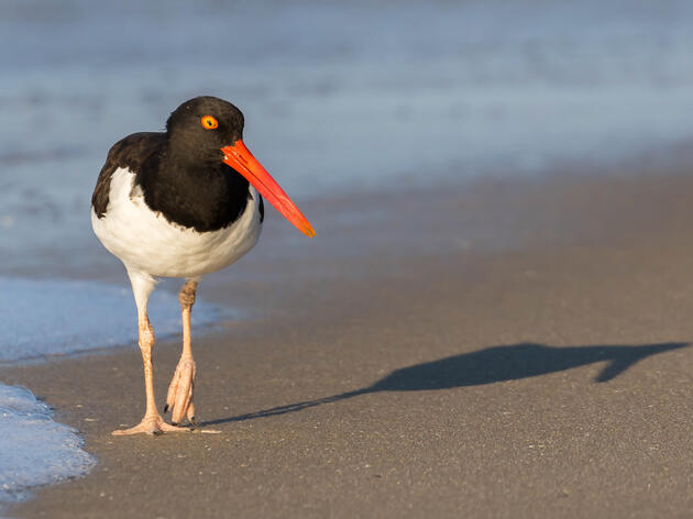 Banded Bird Sightings Tell a Story about American Oystercatcher Winter Behavior