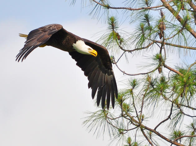 Bald Eagles Nesting Begins, Showing Promise After Hurricane Michael