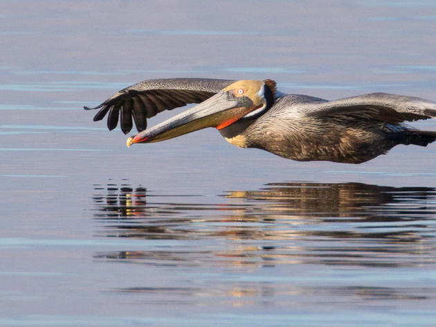 Audubon Leads Habitat Restoration for Important Wading Bird Rookery