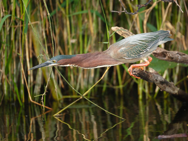 Judge Rules Against Damaging Road Proposal In A Win For The Everglades