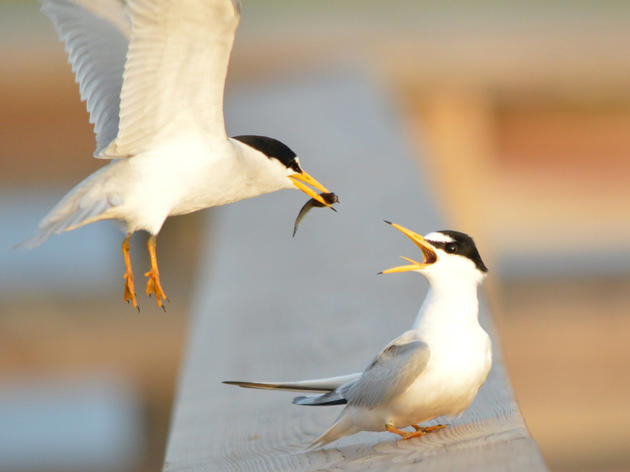 Audubon Florida’s Dynamic Coastal Team Reports Good Year for Florida’s Iconic Coastal Birds