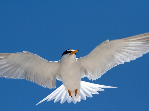 Audubon Works Towards Immediate Action After Scientists Reveal Huge Losses of North American Birds