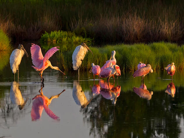 Florida Keys National Marine Sanctuary Plan Proposes New Protections for Vulnerable Wading Birds 