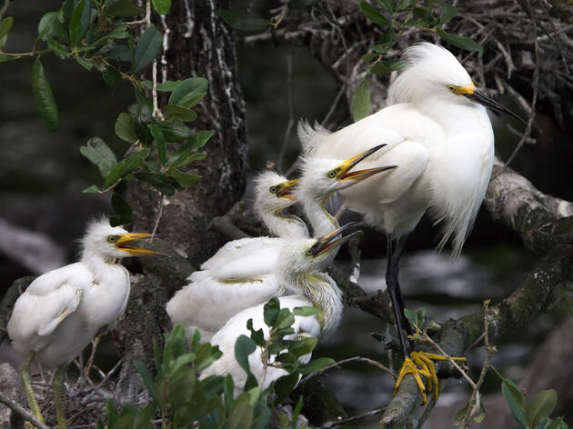 Recap: Audubon Florida's 2024 Legislative Update