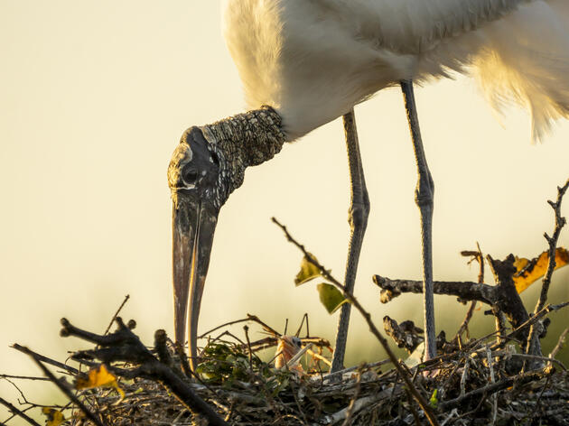 Audubon Florida Concerned that the USFWS Proposes Removal of Wood Stork from Endangered Species Act Protection