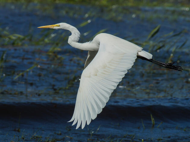 Audubon Florida Celebrates 122 Years in Conservation