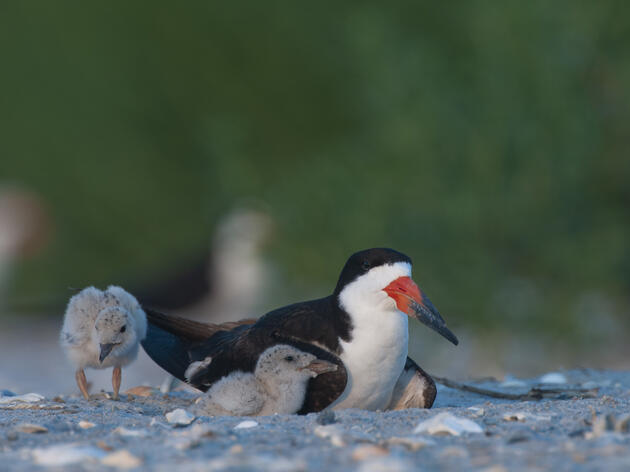 How Did Hurricane Debby Impact Sea and Shorebirds in Florida?