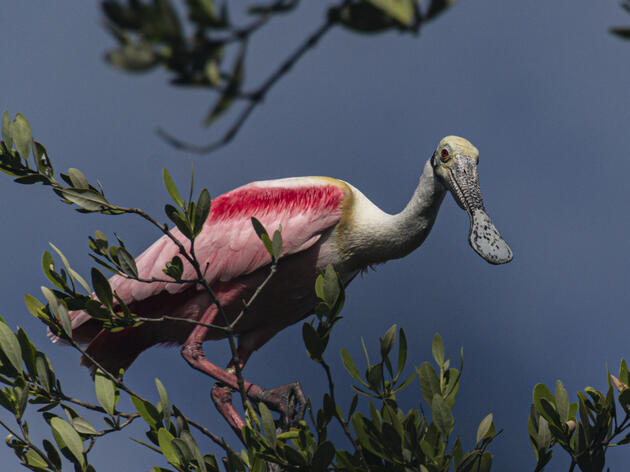 Florida Bay Spoonbills Struggle with Sea Level Rise During Nesting Season