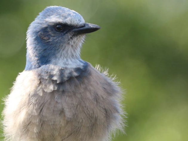 Now Available: Audubon's Jay Watch Annual Report 2015