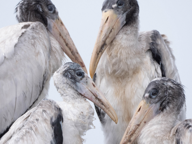 Florida Photographer's Wood Stork Photo Earns Recognition 