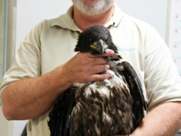 A Bird’s Eye View: Swampy Eaglet Rescue 