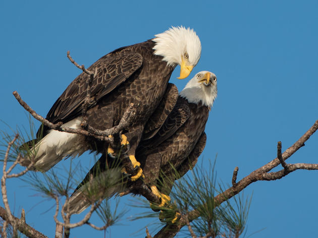 BREAKING: We Need Your Help to Keep Florida Forever Alive