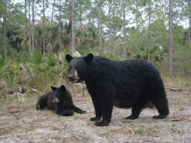 Take Action: Southwest Florida's Conservation Lands Need You