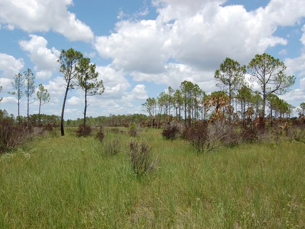 Florida's Special Places: Big Cypress National Preserve