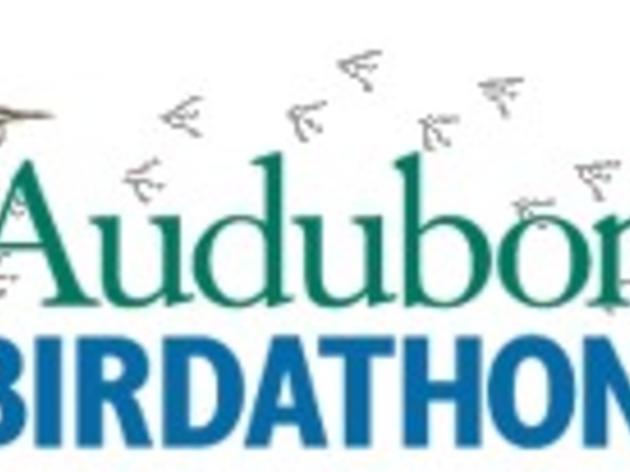 2009 Audubon Birdathon: Pledge Your Support