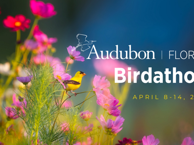 Audubon Florida Birdathon is April 8 - 14, 2022