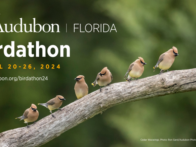 Audubon Florida Birdathon is April 20-26, 2024