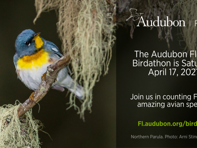 Audubon Florida Birdathon