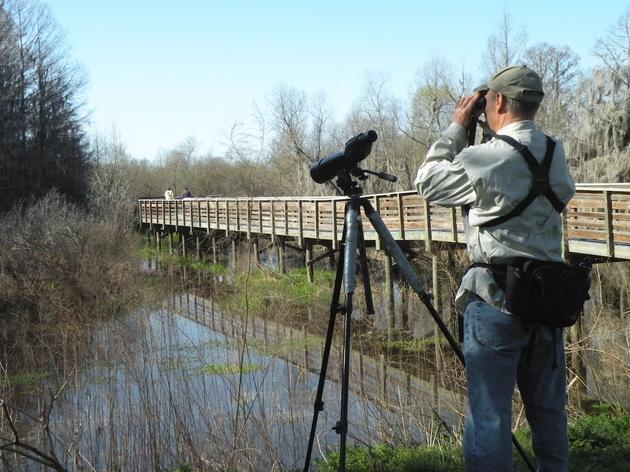 Christmas Bird Count – Coming soon to a Circle Near You!