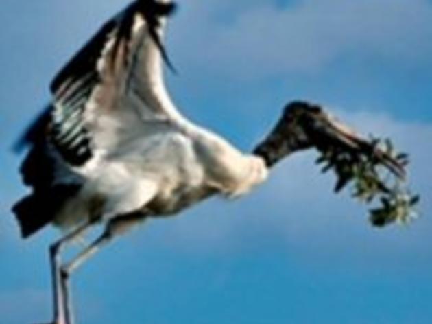 Wood Storks: An Everglades Icon Under Threat