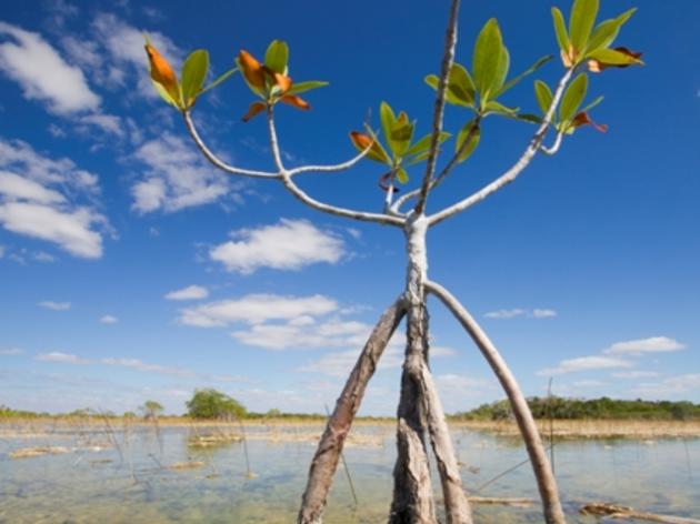 Good News for Broward County Water Preserve Areas and Biscayne Bay Coastal Wetlands Projects