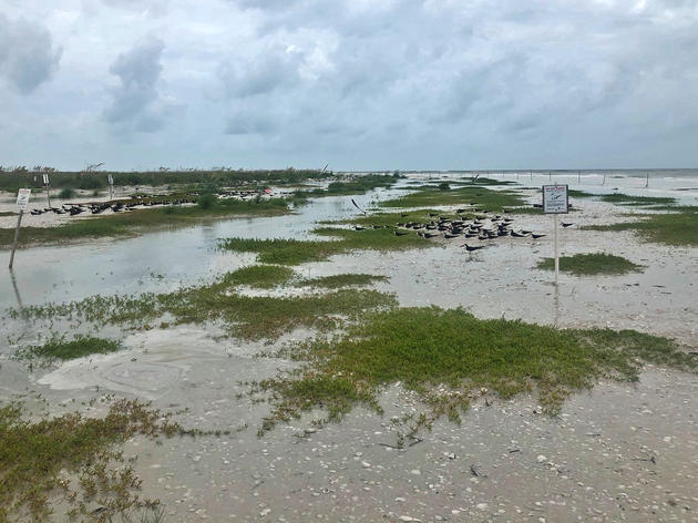 Tropical Storm Cristobal Swamps Sea and Shorebird Nests