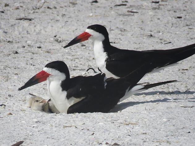 The 2024 Nesting Season for Southwest Florida Coastal Birds is Underway
