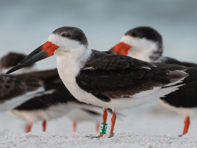 Monitoring Shorebirds in Southwest Florida