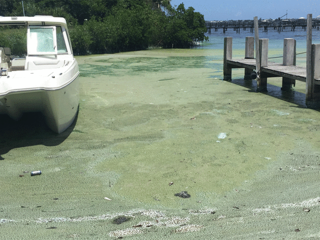 DeSantis Names Scientists to Blue-Green Algae Task Force