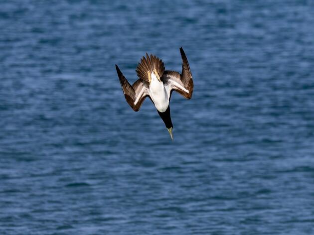 Rare Seabird Sighting in Tampa Bay: Brown Boobies