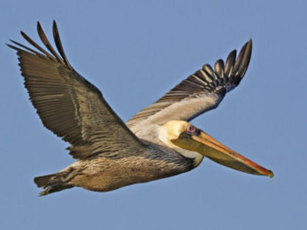 Good News for the Brown Pelican