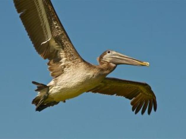 Oiled Bird Survivors Released Monday at Pelican Island